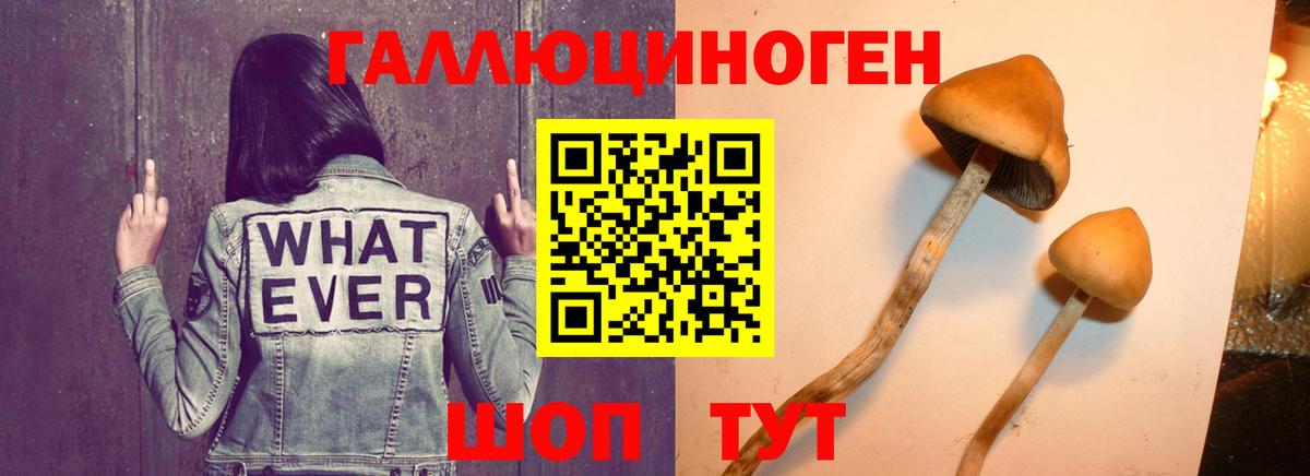 Галлюциногенные грибы Psilocybe  Вход с VPN  Псилоцибиновые грибы мицелий  хочу   Аксай 